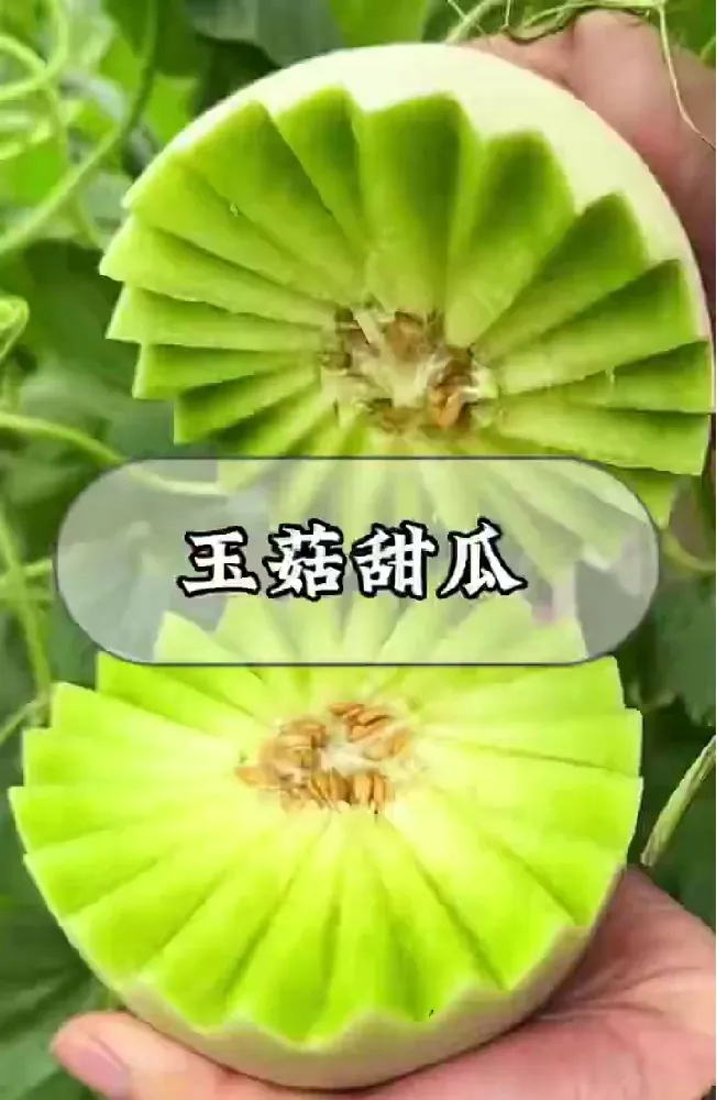 1分钟get玉菇甜瓜正确品尝攻略⭐新手必看❗