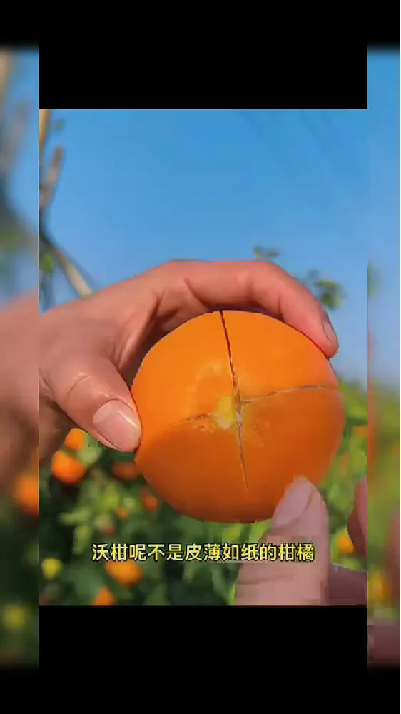 红灯亮起!武鸣无核沃柑在线救急