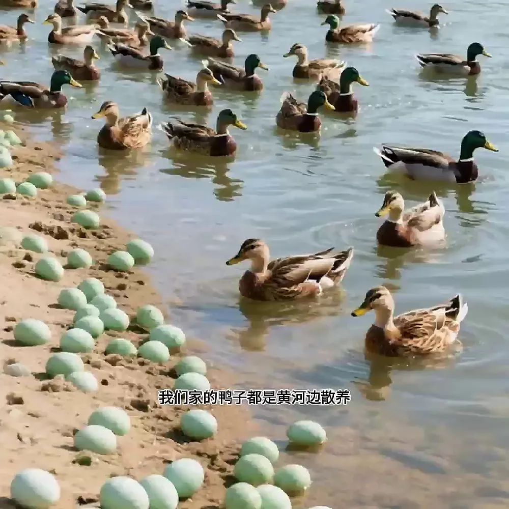 每次几毛钱！养生滋补不讲道理！