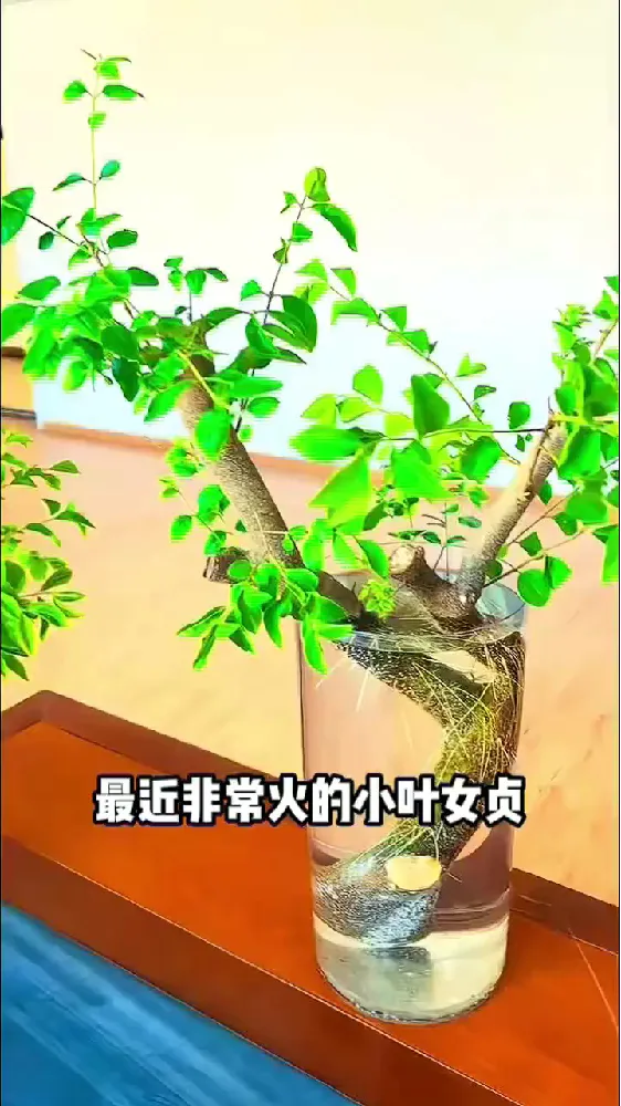 植物界“逆龄神器”说的就是它！