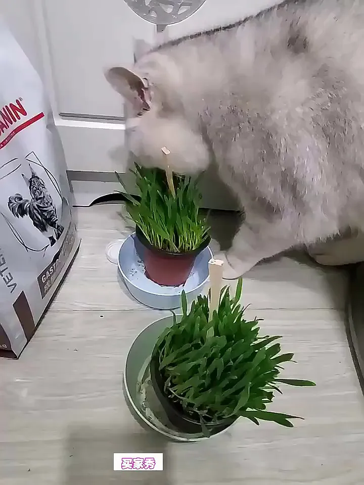 总给猫咪买化毛膏,真的靠谱吗?