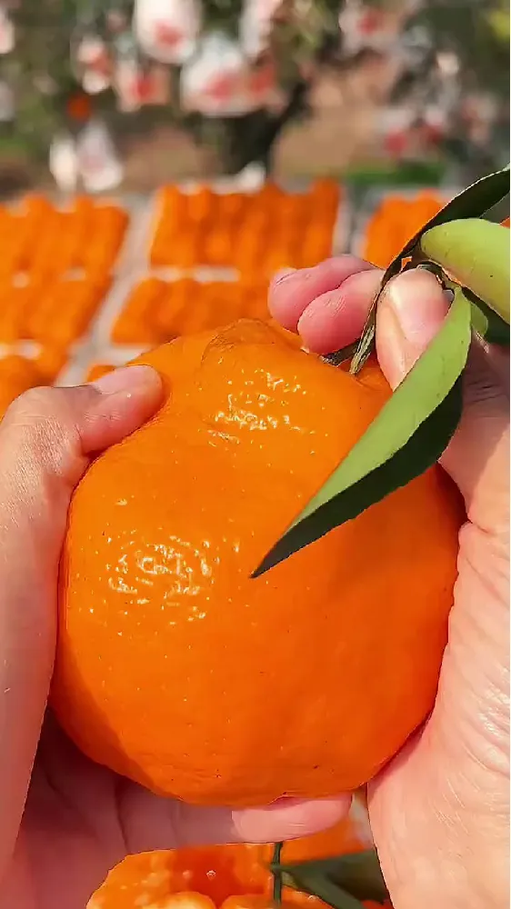 水果脑袋集合!谁懂实现耙耙柑自由的快乐🎉