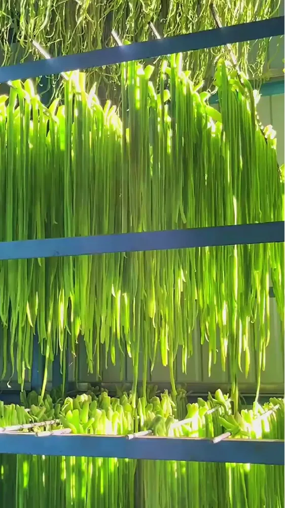 秋意渐浓,贡菜入馔,开启秋日“鲜”机!