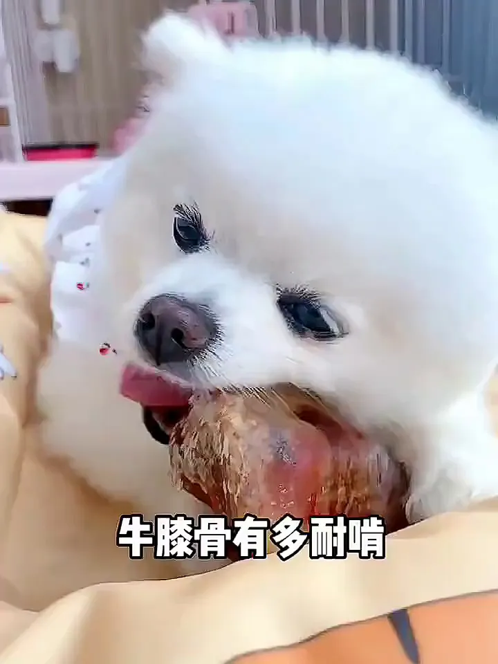 铲屎官还在为狗狗乱咬东西、口臭烦恼？