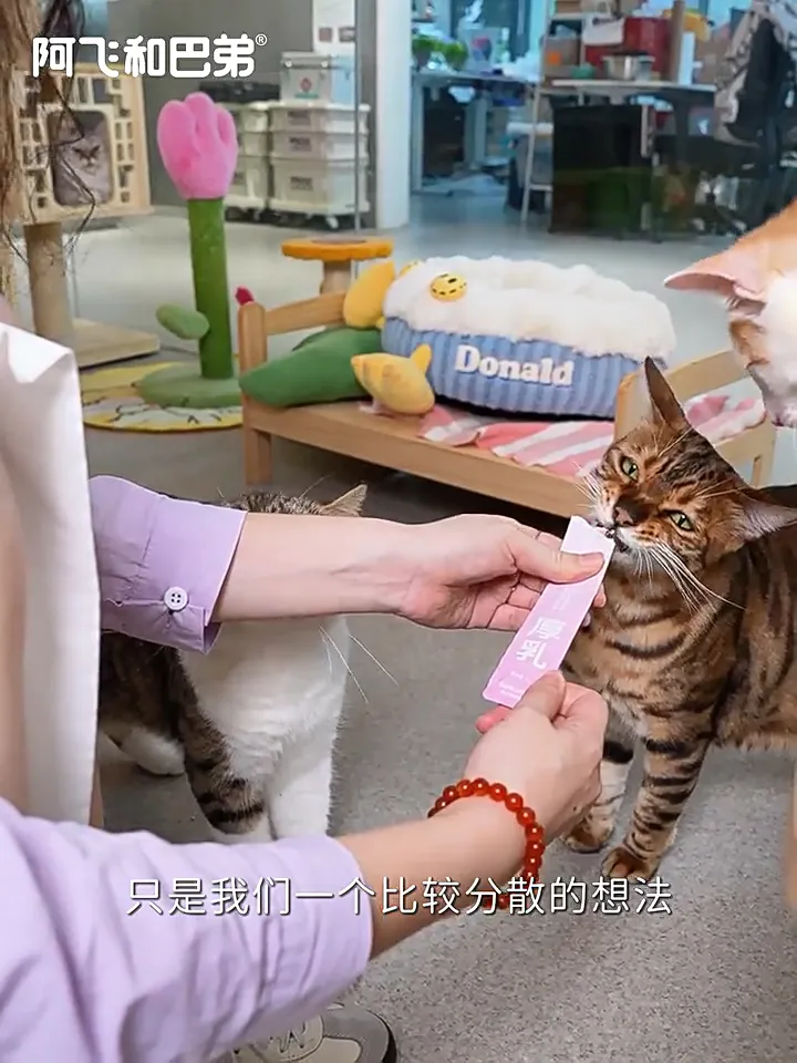 养猫好物抄作业📝 百元内搞定猫咪营养补水！