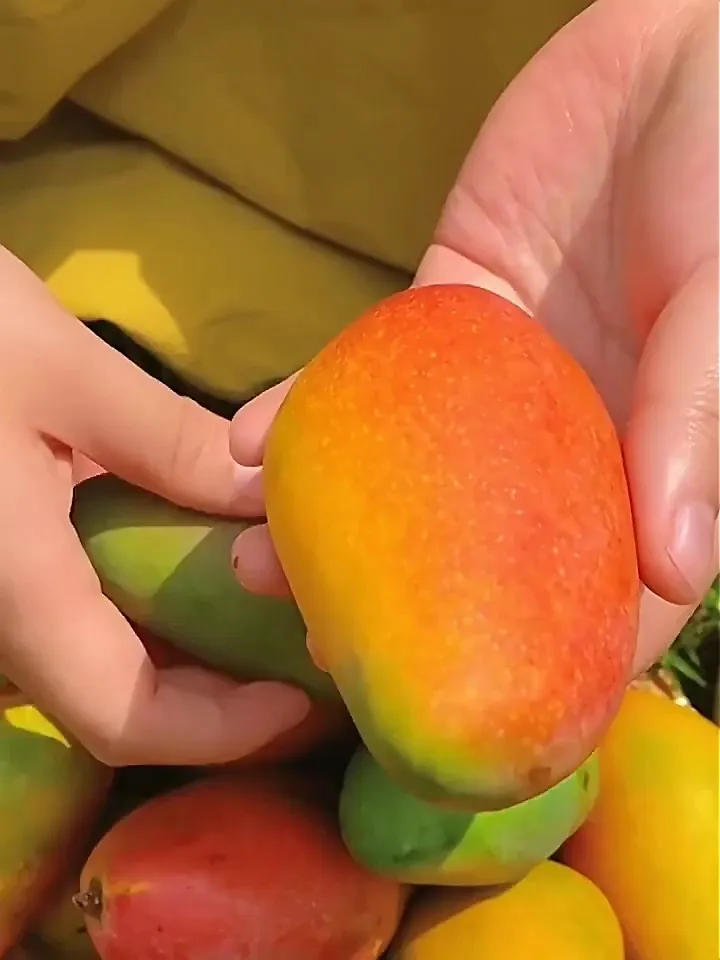 一口爱上！海南贵妃芒果，秋冬水果界的 “嫩肤炸弹”