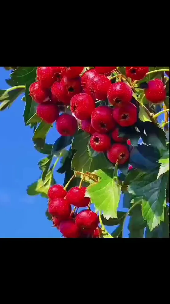 原来这就是实现糖葫芦自由的秘密...