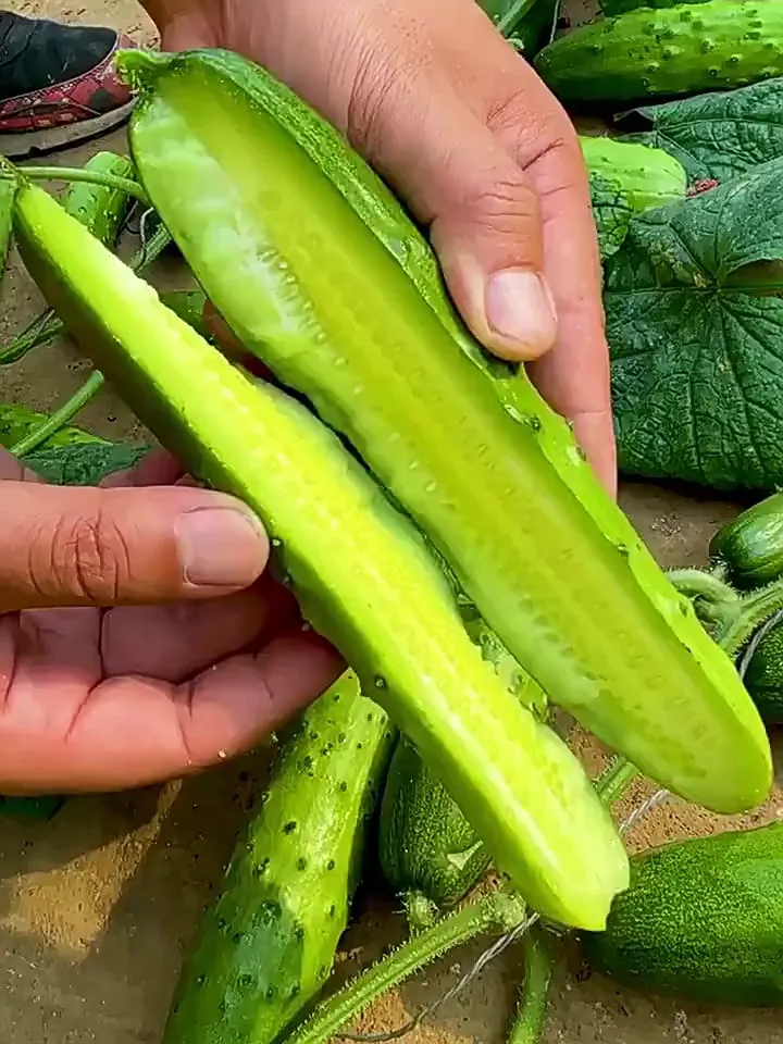 阳台种菜党必看！这水果黄瓜苗绝了🥒