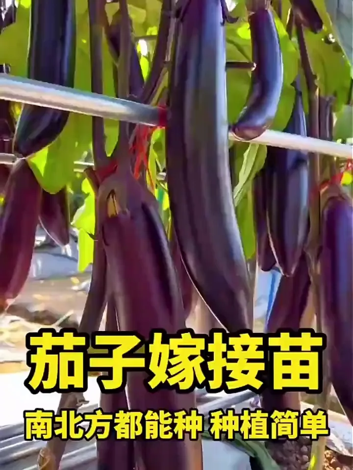 种菜小白天菜🙋‍♀️6颗嫁接长茄苗种出高产紫黑长茄