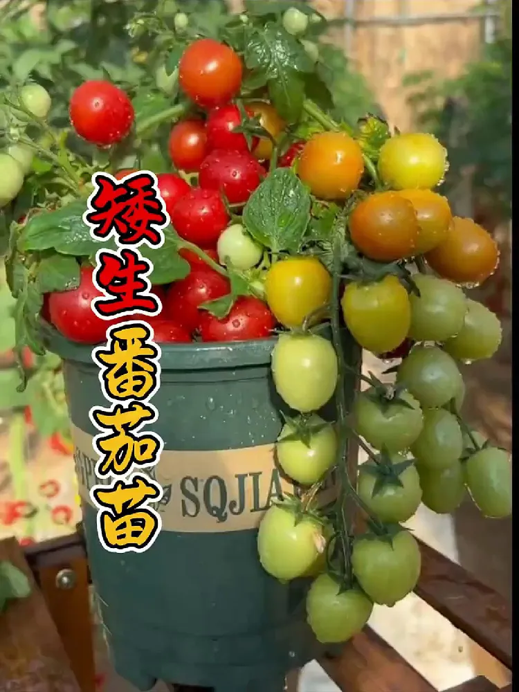 蔬果种植季，小番茄苗的“成长大考”！💥