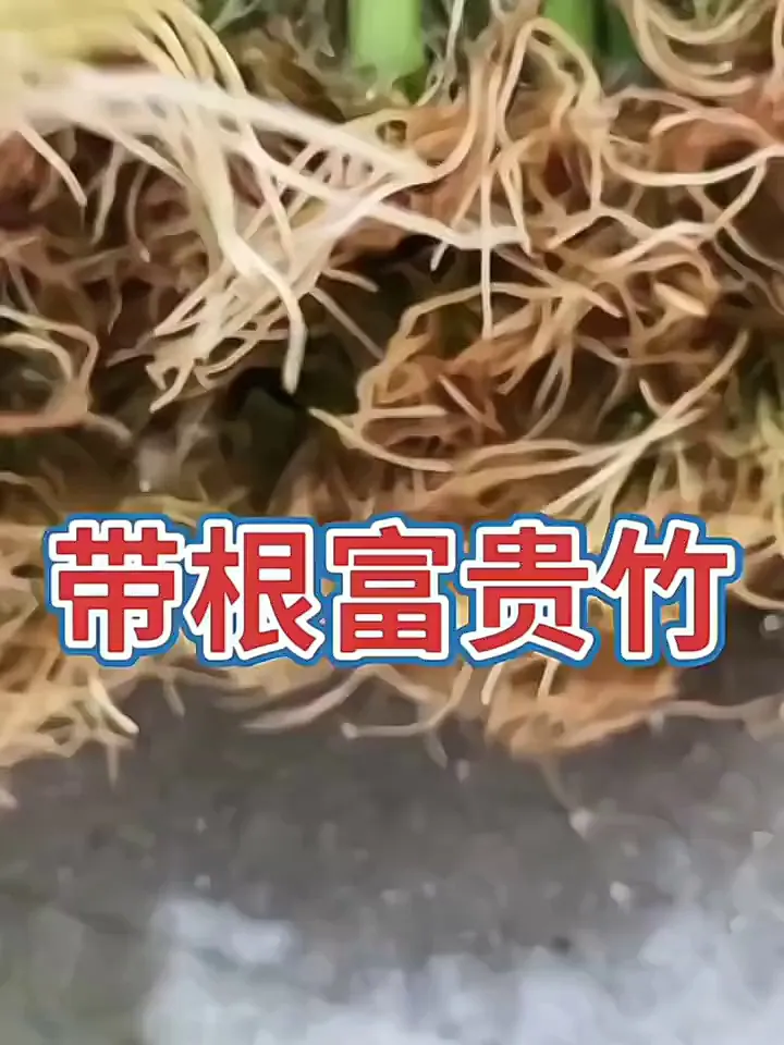 20元💰富贵竹惊艳全场！