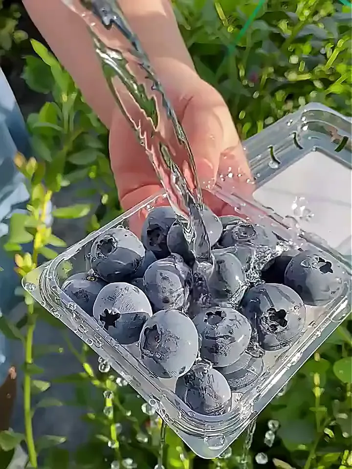 鲜级佳金奖蓝莓王太绝了