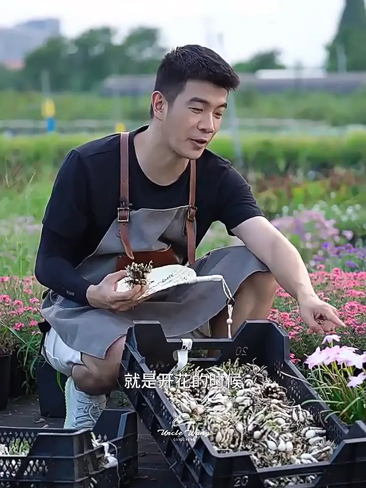被花友种草的重瓣风雨兰种球，养一次就彻底爱上！
