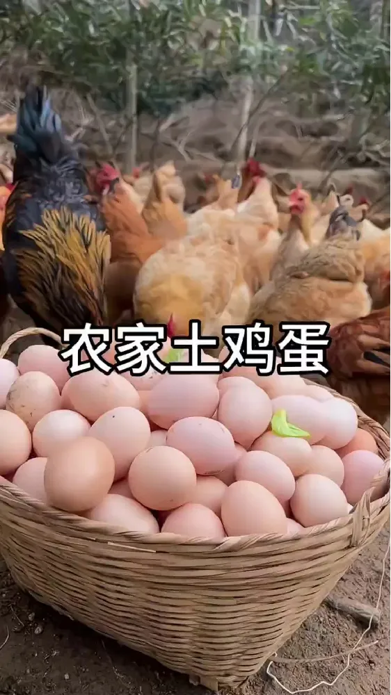 一口爱上！九华山鲜鸡蛋，蛋中“宝藏”✨