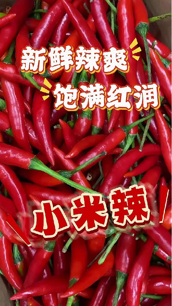 新鲜现摘小米辣❗️根据不同需求来挑选