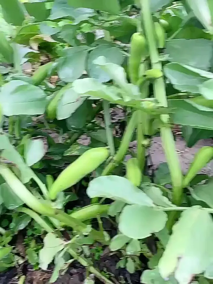 这是吃“鲜”的吧？鲜嫩好绝！
