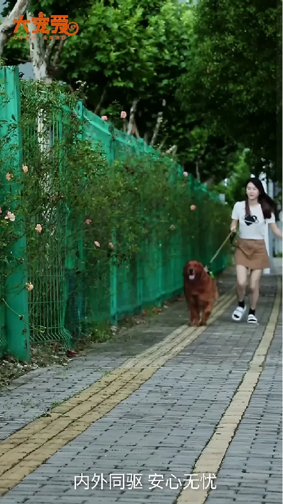 铲屎官们看过来!夏天对养小型犬的家长来说,简直是“虫虫危机”