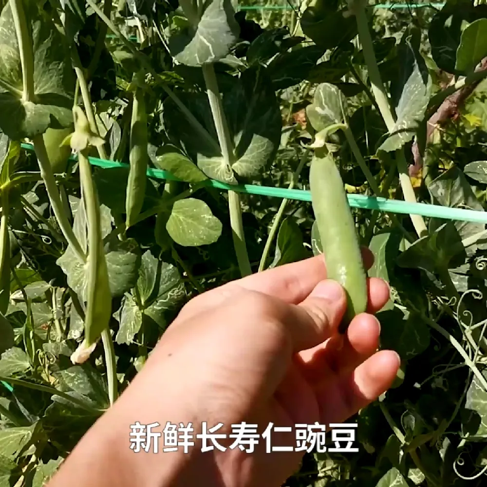 🌱「清甜与鲜爽的奇妙交织」