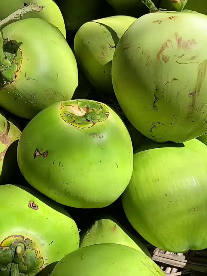 清甜多汁的夏日宝藏！海南文昌带皮椰青🥥