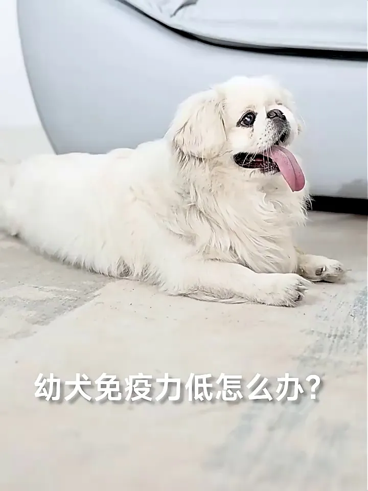 铲屎官必看❗️麦富迪这款幼犬粮绝了