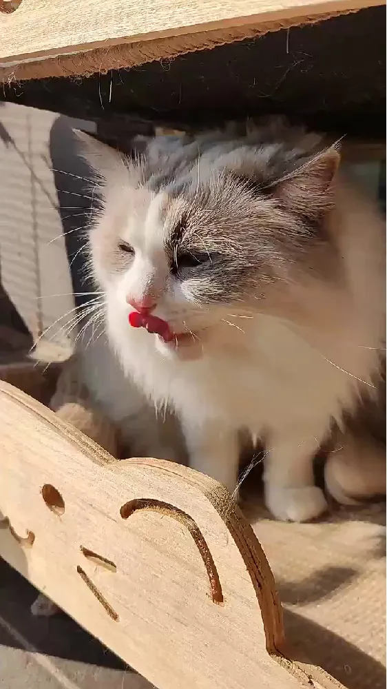 麻了..这种玻璃胃猫咪到底该吃什么猫粮