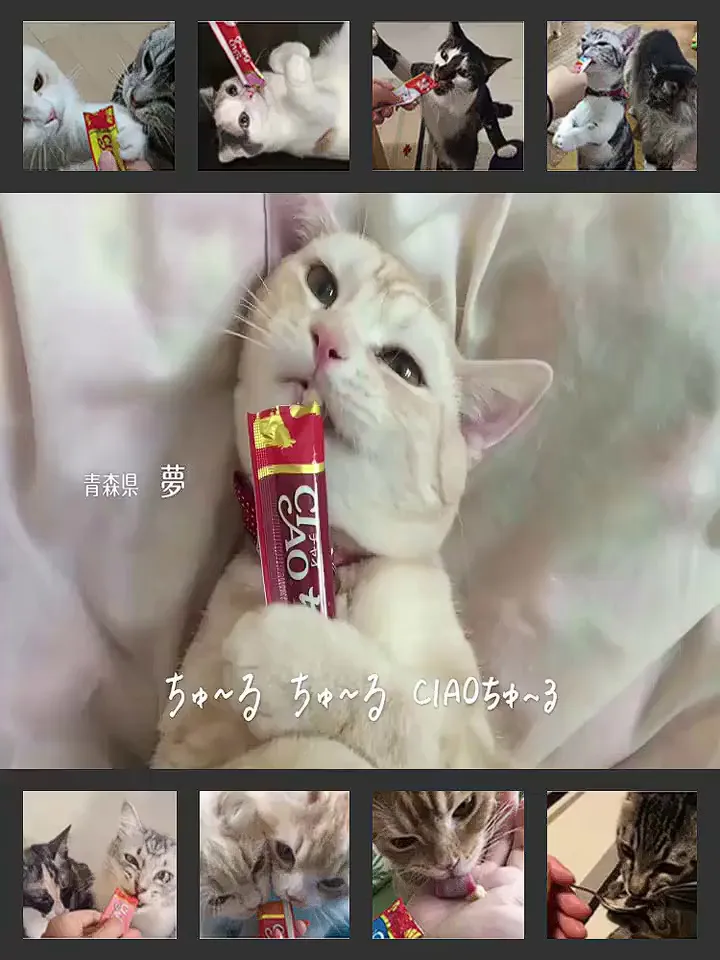 铲屎官们速来!伊纳宝猫条福利来袭!