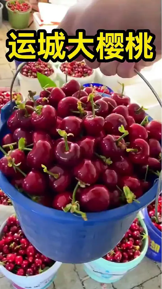 脆甜多汁的国产大樱桃 当季新鲜车厘子