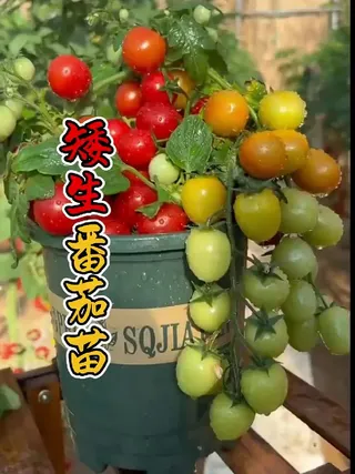 蔬果种植季，小番茄苗的“成长大考”！💥