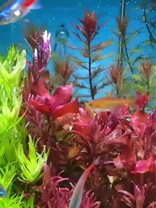 只用这株水草，鱼缸美貌就已经next level了～