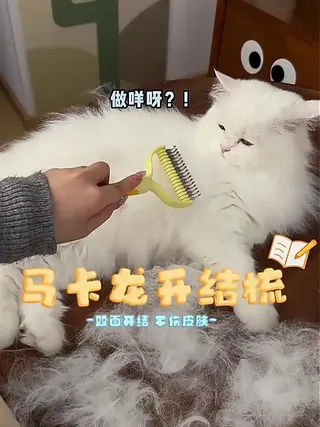让多毛星宠秒变柔顺萌宝，告别“毛毡”困扰！