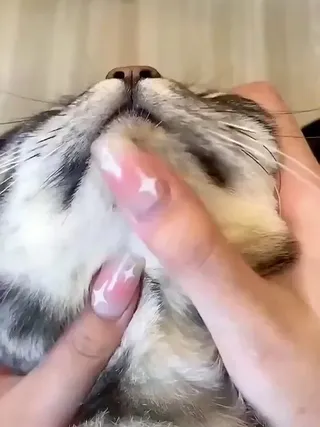 猫咪黑下巴有救啦！轻松还它清爽小脸蛋