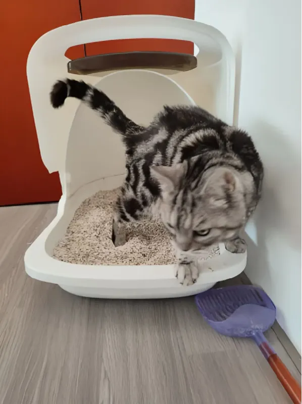 😻【养猫必备 | 宠确幸混合猫砂超详细测评】😻