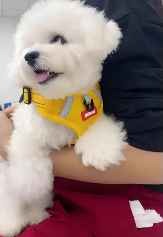 智宙宠物神器！8-15斤狗狗遛背心🐾
