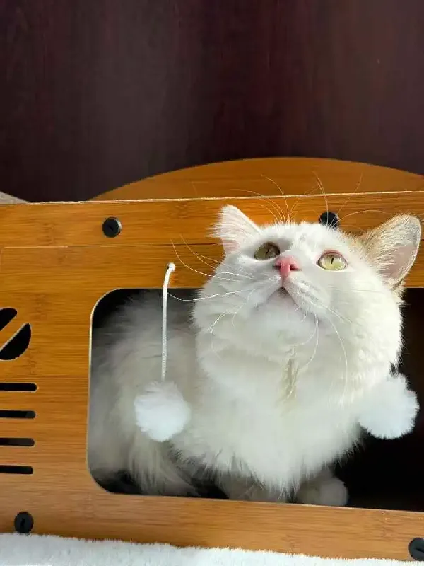 【救命！我家猫终于不挠沙发了！】这猫屋真的治好了我的精神内耗