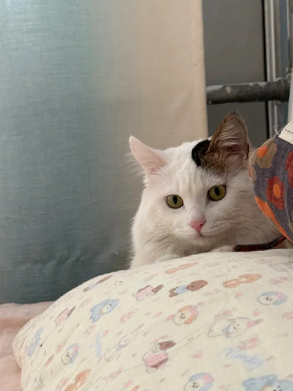 🐱猫奴必入！被双层纱四件套治愈的24小时 主子都赖着不走啦