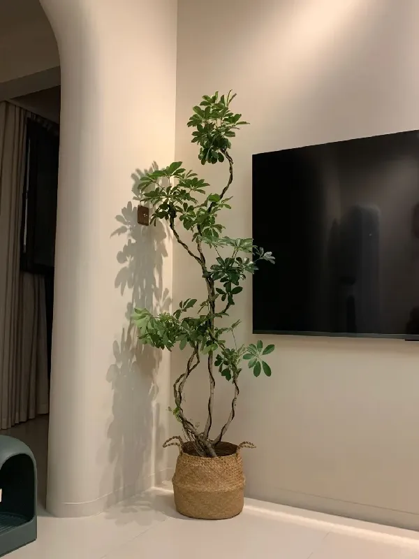 客厅财神树|这棵「鸭掌木」一摆,闺蜜追着要链接!