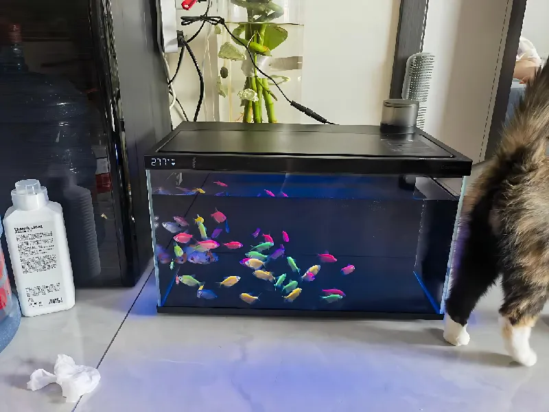 当贝智能生态鱼缸，颜值性能双在线🐠