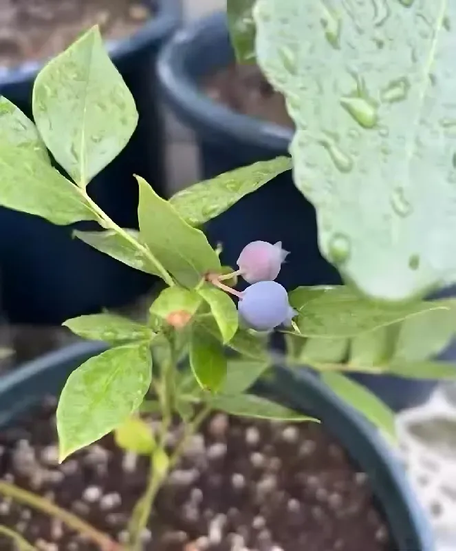 阳台变果园！30-40cm 蓝莓苗，开箱即见小果子🌱🍇