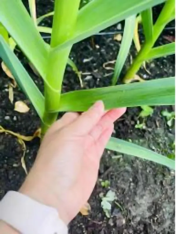科沃华大蒜专用药：大蒜种植的得力助手🧄