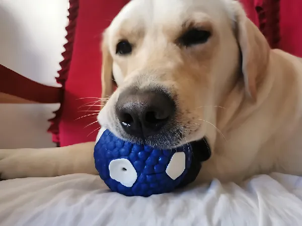 家里有小型犬的铲屎官看过来!