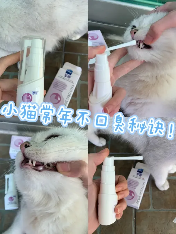 小猫再也不口臭啦!