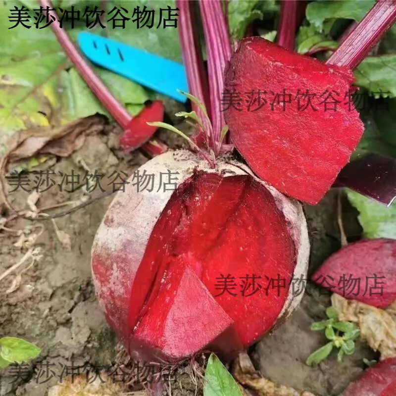 现挖的甜蜜宝藏 | 红心甜菜根的多彩魅力