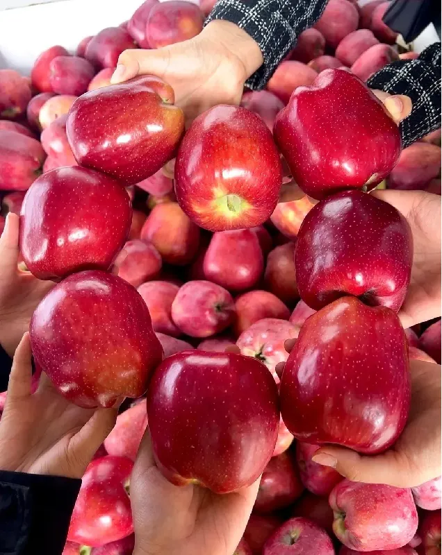 时隔一年,终于又吃上甘肃天水花牛苹果了🍎