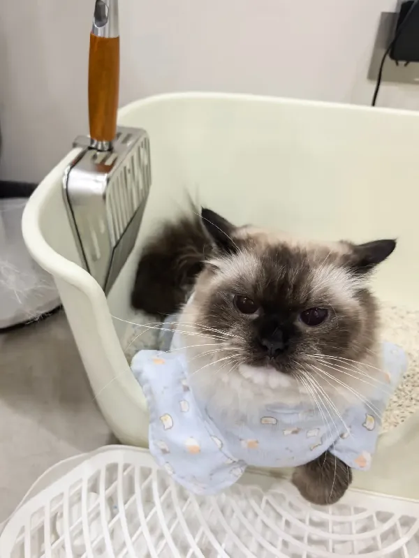 铲屎官们集合！这破猫砂盆谁爱用谁用！