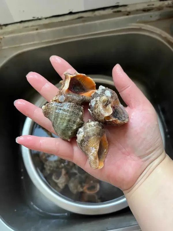 天呐!是谁网购海螺收到这么新鲜的😱