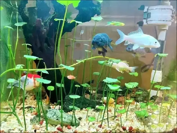 鱼缸水质保卫战 | 探寻养鱼净水奥秘
