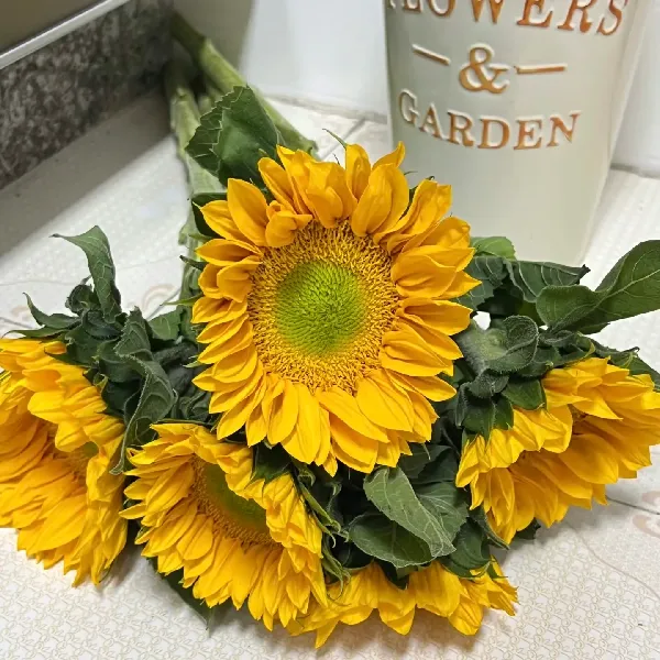 🌻一键开启家庭氛围感！云南源头直送的向日葵来啦