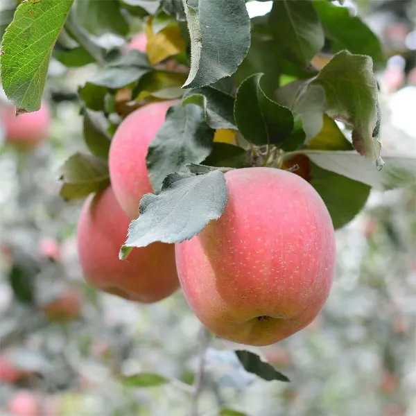🍎「今日甜蜜碳水超标预警」