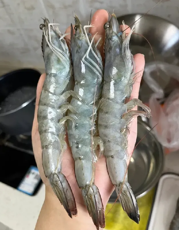 后悔没早发现这海捕白虾!