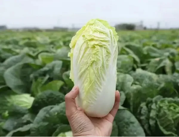 我一直以为娃娃菜都一个样,